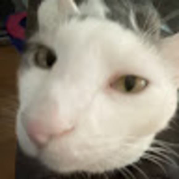 Meet your Posher, Emma - Picture 1 of 1